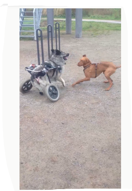 A grey and cream dog in a two-wheeled dog wheelchair runs across gravel towards a brown dog in a harness