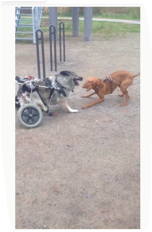 The dog in the wheelchair and the brown dog face each other in play on the gravel, mouths open