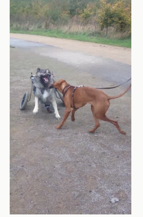 The dog in the wheelchair looks up with an open mouth as the brown dog on a lead leans in close on a park path